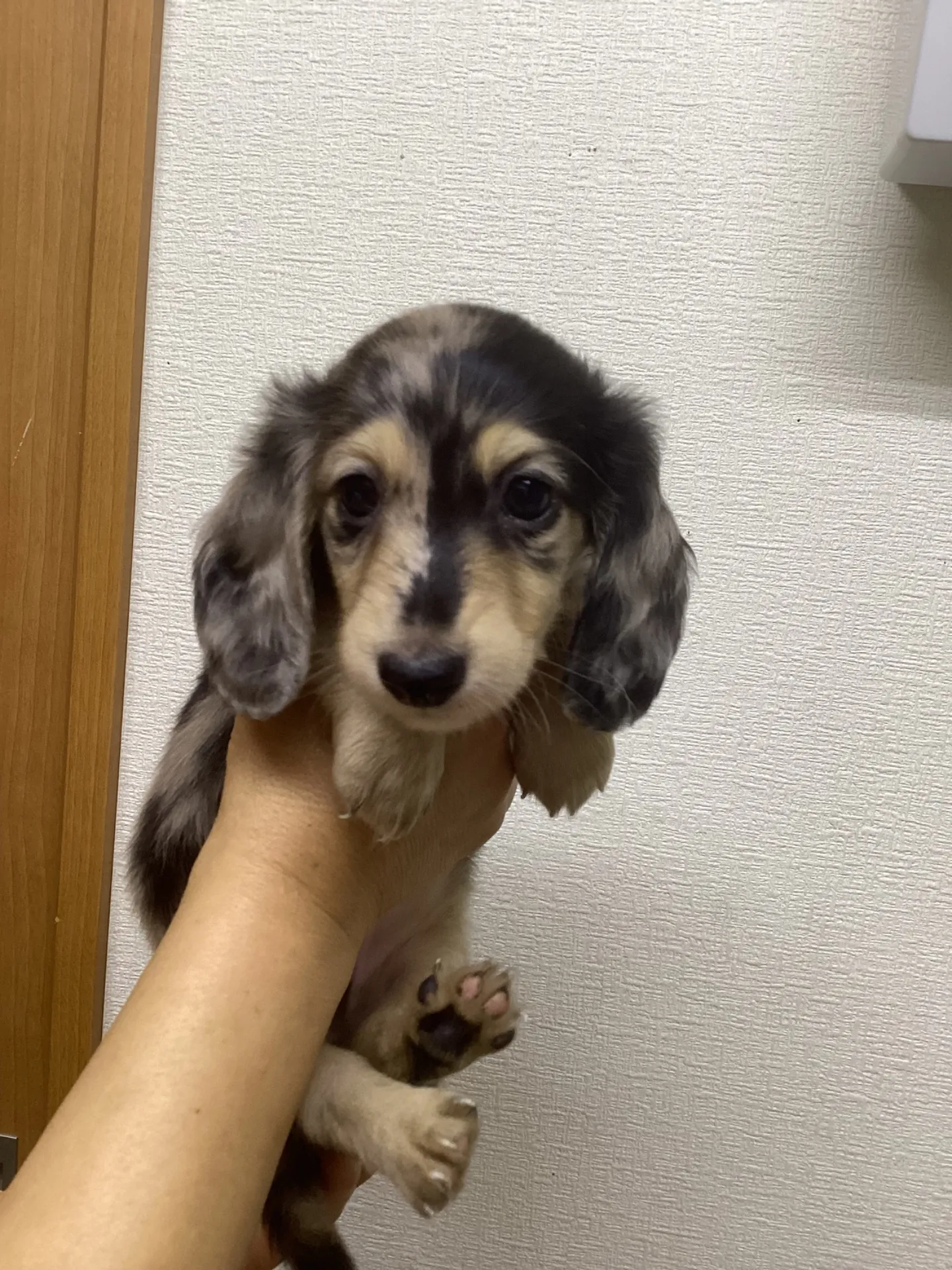 ミニチュアダックス(ロング)