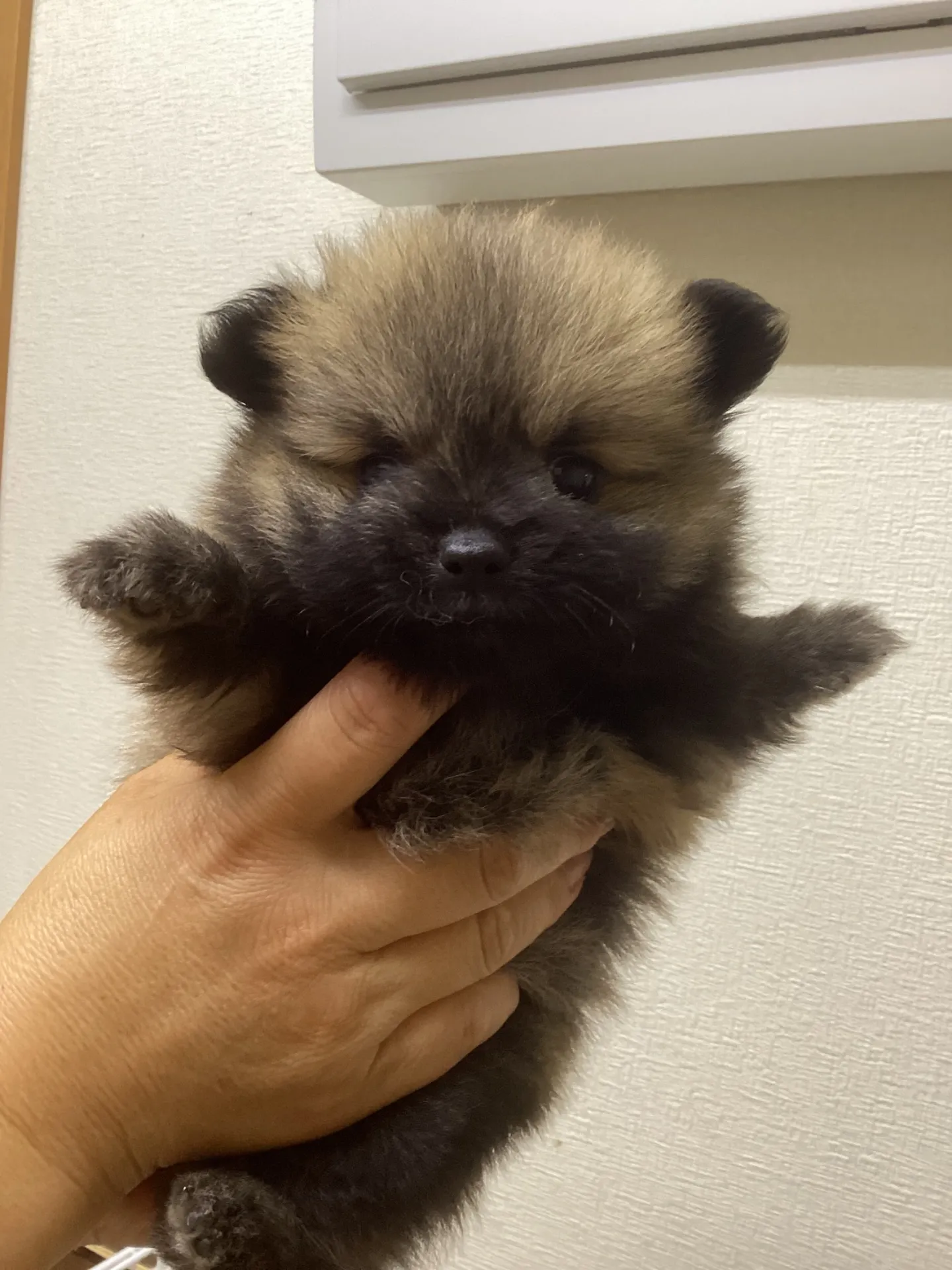 ポメラニアン